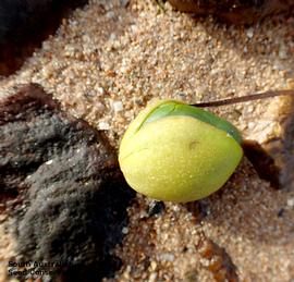   Fruit:   Avicennia marina , dehiscing, exposing cotyledons; Photo by Seeds of South Australia, used with permission
